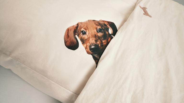Dekbedovertrek Dachshund SNURK detail